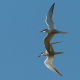 Sumru - Sterna hirundo - Common Tern