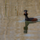 Kara boyunlu batağan - Podiceps nigricollis