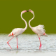 Flamingo - Phoenicopterus roseus - Greater Flamingo