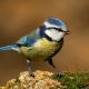 Mavi baştankara - Cyanistes caeruleus - Eurasian Blue Tit