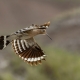 İbibik - Eurasian Hoopoe - Upupa epops