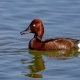 Pasbaş Patka - Ferruginous Duck - Aythya nyroca