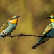 Arıkuşu - Merops apiaster - European Bee-eater