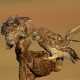 Kukumav - Athene noctua - Little Owl