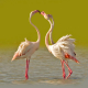 Flamingo - Phoenicopterus roseus - Greater Flamingo