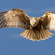 Saz delicesi - Circus aeruginosus - Western Marsh Harrier