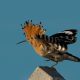 İbibik - Eurasian Hoopoe - Upupa epops