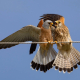 Kerkenez - Falco tinnunculus - Common kestrel