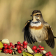 Mavigerdan - Luscinia svecica - Bluethroat