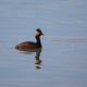 Kara boyunlu batağan - Podiceps nigricollis