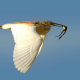 Alaca balıkçıl - Ardeola ralloides - Squacco Heron