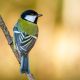 Büyük Baştankara - Parus major