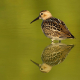 Karakarınlı Kum Kuşu - Calidris alpina - Dunlin