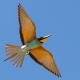 Arıkuşu - Merops apiaster - European Bee-eater
