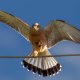 Kerkenez - Falco tinnunculus - Common kestrel