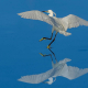 Küçük Ak Balıkçıl - Little Egret - Egretta garzetta