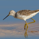 Bataklık düdükçünü - Tringa stagnatilis - Marsh Sandpiper