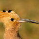 İbibik - Eurasian Hoopoe - Upupa epops