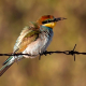 Arıkuşu - Merops apiaster - European Bee-eater