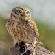 Kukumav - Athene noctua - Little Owl