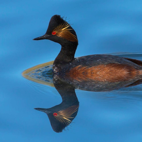 Karaboyunlu batağan - Black-necked Grebe - Podiceps nigricollis