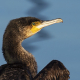 Karabatak - Phalacrocorax carbo - Great cormorant