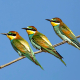 Arıkuşu - Merops apiaster - European Bee-eater