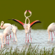 Flamingo - Phoenicopterus roseus - Greater Flamingo