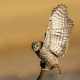 Kukumav - Athene noctua - Little Owl