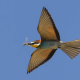 Arıkuşu - Merops apiaster - European Bee-eater