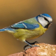 Mavi baştankara - Cyanistes caeruleus - Eurasian Blue Tit