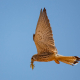 Kerkenez - Falco tinnunculus - Common kestrel