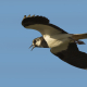 Kızkuşu - Vanellus vanellus - Nothern lapwing