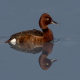Pasbaş Patka - Ferruginous Duck - Aythya nyroca