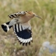 İbibik - Eurasian Hoopoe - Upupa epops