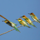 Arıkuşu - Merops apiaster - European Bee-eater