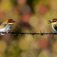 Arıkuşu - Merops apiaster - European Bee-eater