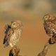Kukumav - Athene noctua - Little Owl