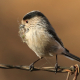 Uzun Kuyruklu Baştankara - Long-tailed Tit - Aegithalos caudatus