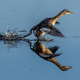 Küçük batağan - Tachybaptus ruficollis - Little Grebe